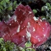 scorpionfish_leaf_ni_h_0047_pal0163.jpg